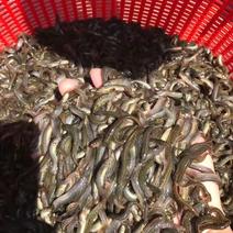 泥鳅苗台湾泥鳅送货上门保质保量提供技术