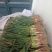 红根蒜苗45~50cm