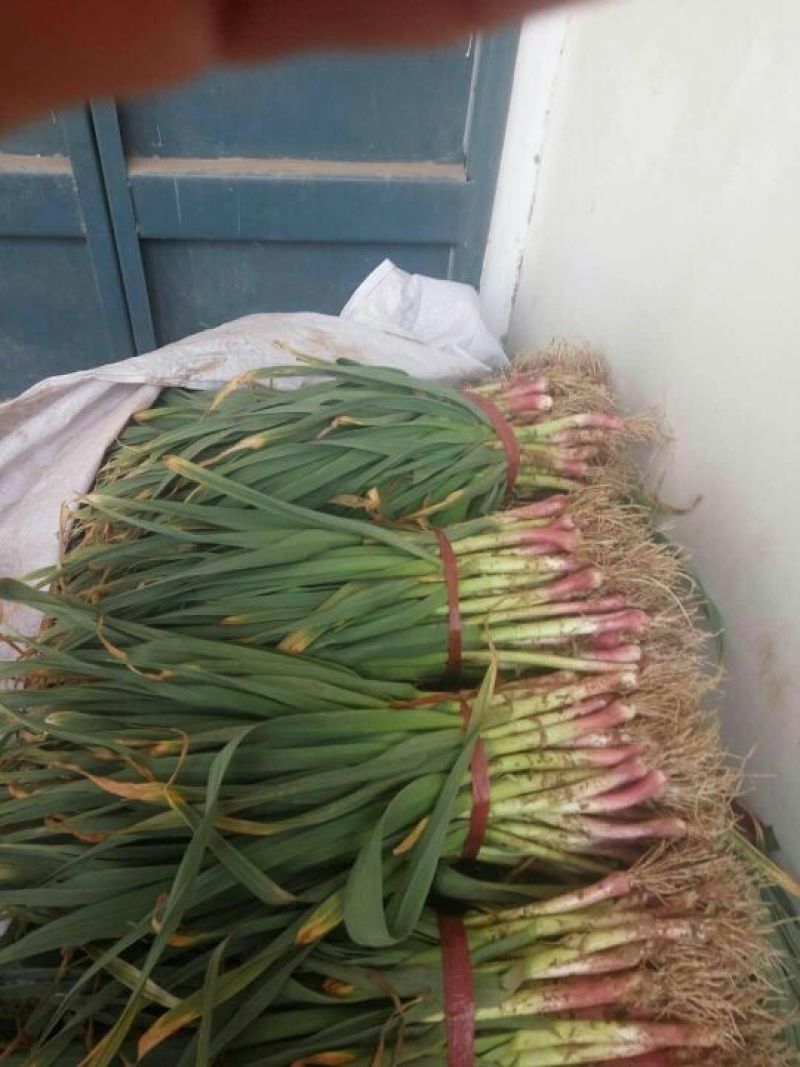 红根蒜苗45~50cm