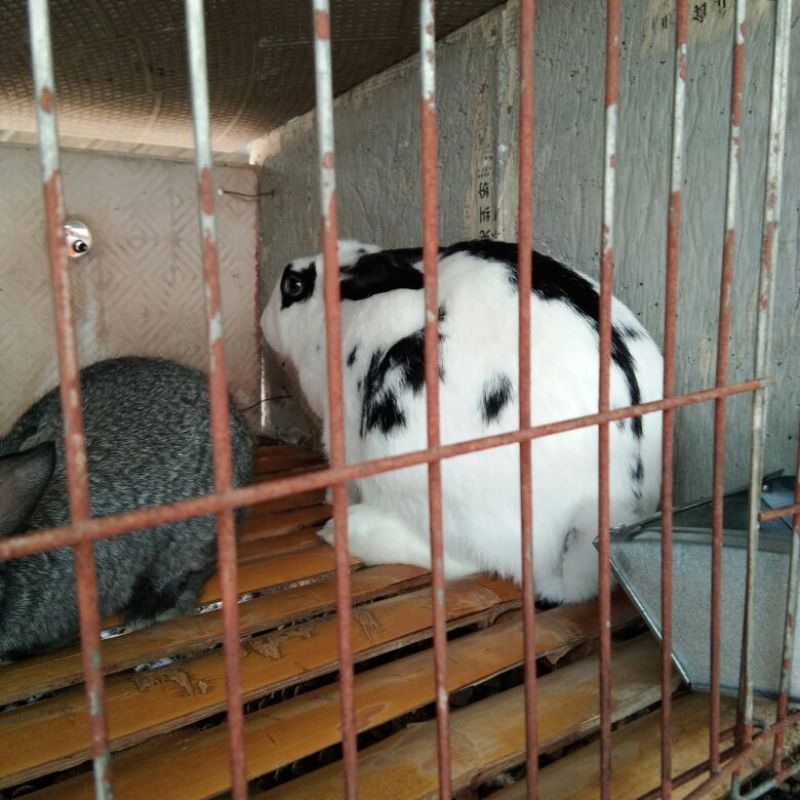 种兔2~3kg