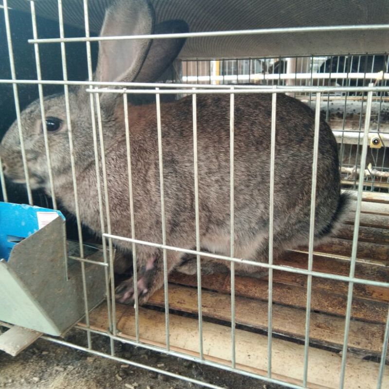 种兔2~3kg