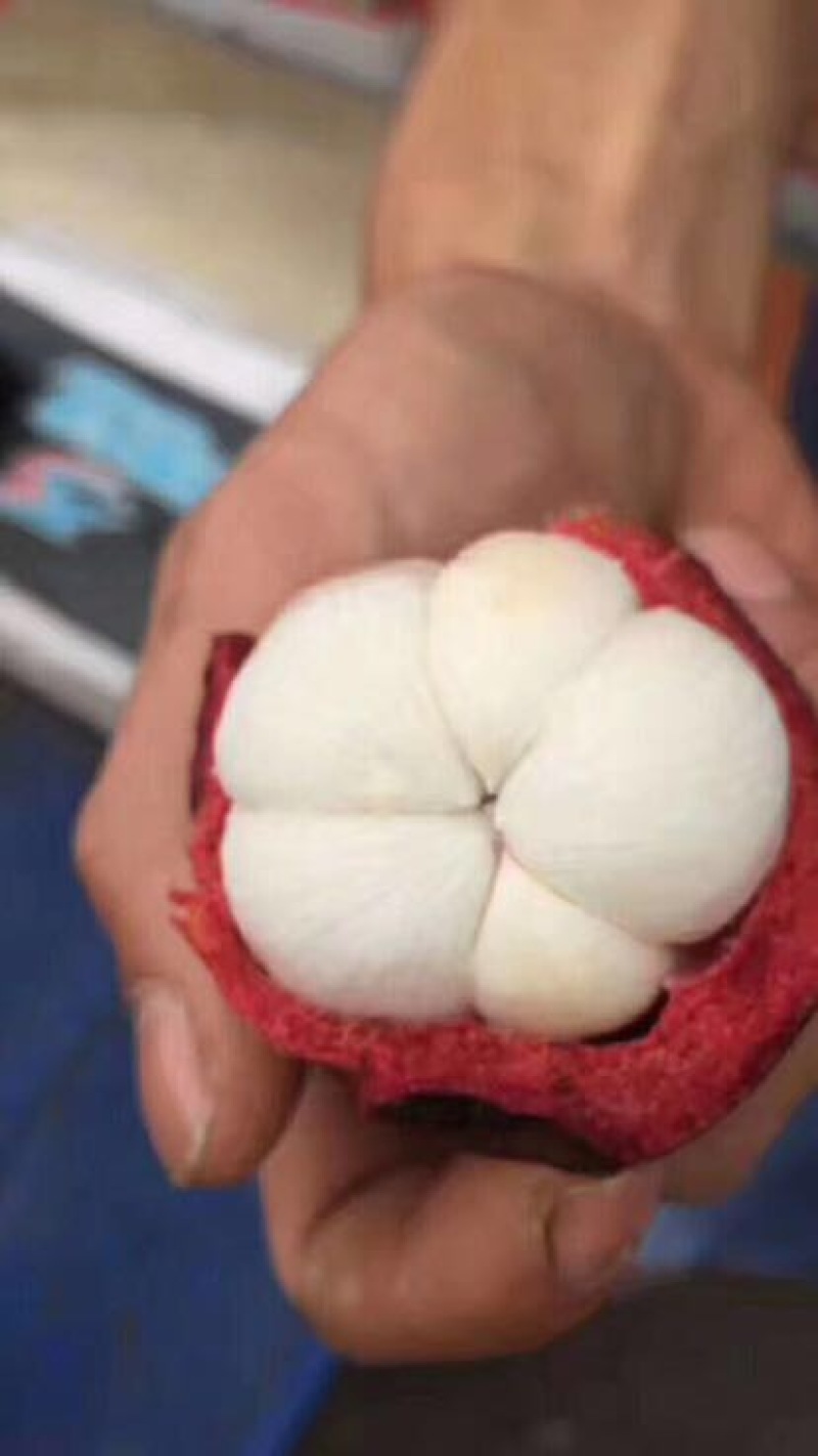山竹1~2两以上