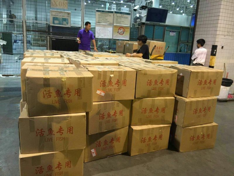 罗非鱼苗吉富罗非鱼海南1号罗非鱼新吉奥罗非