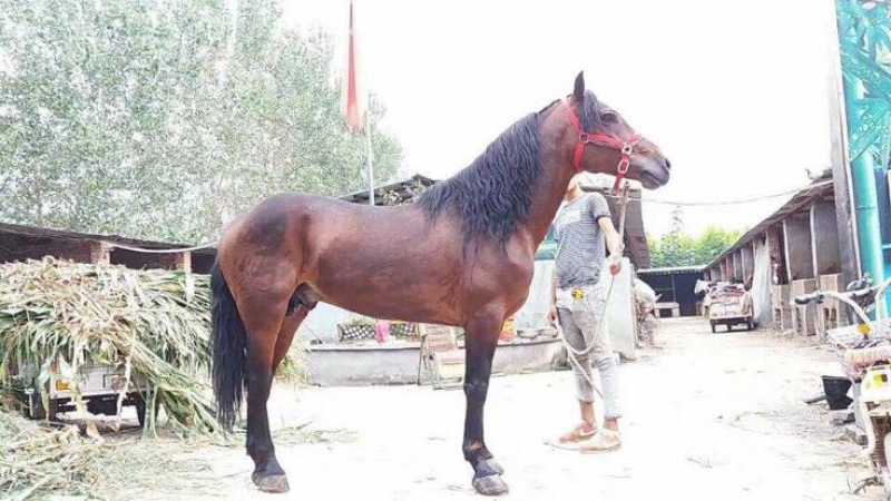 三河马100~200kg