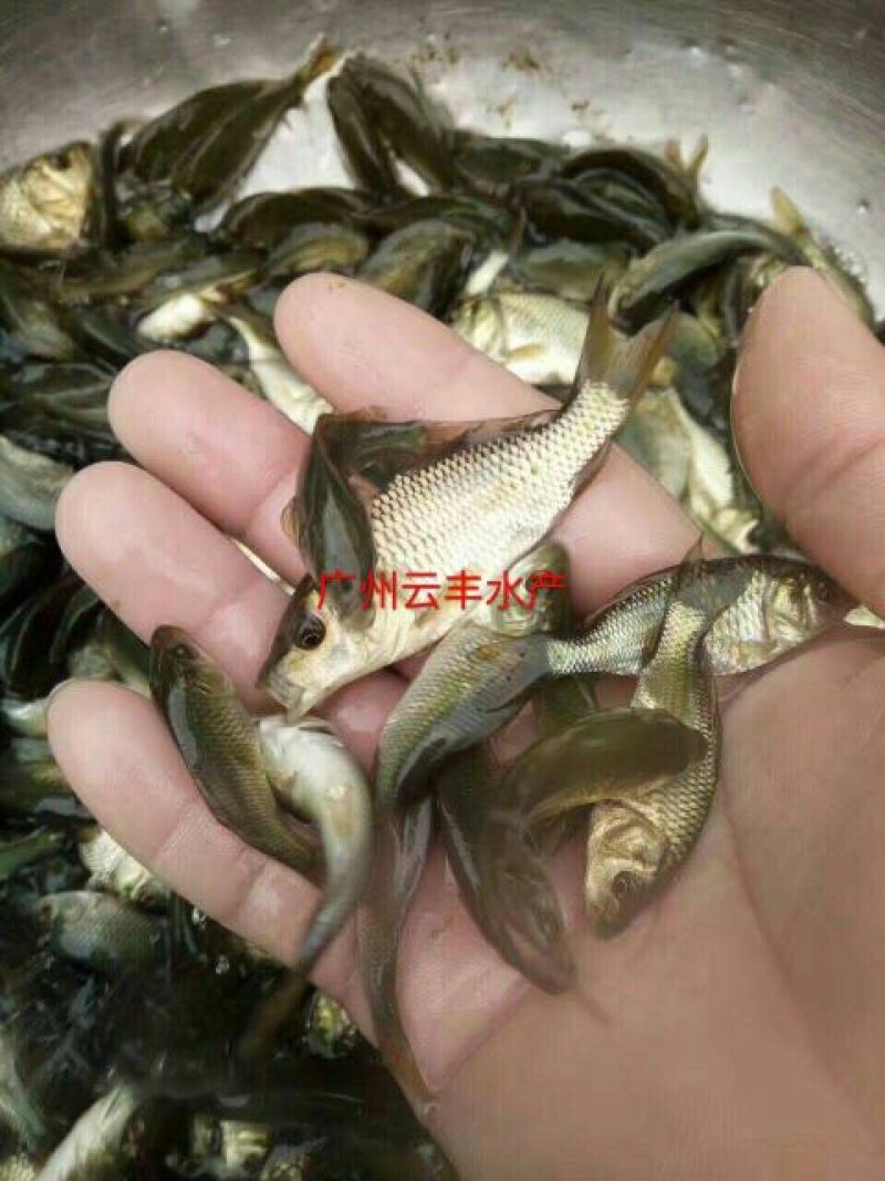 丰鲤鱼苗鲤鱼苗长江鲤鱼苗湘云鲤鱼苗