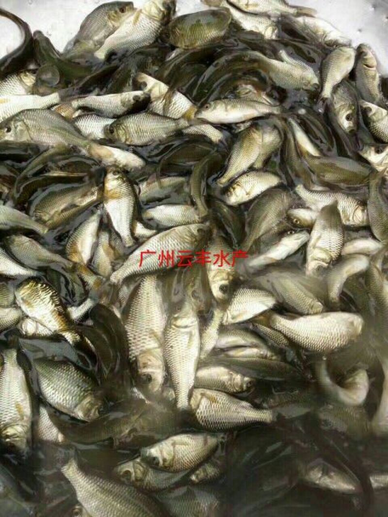 丰鲤鱼苗鲤鱼苗长江鲤鱼苗湘云鲤鱼苗