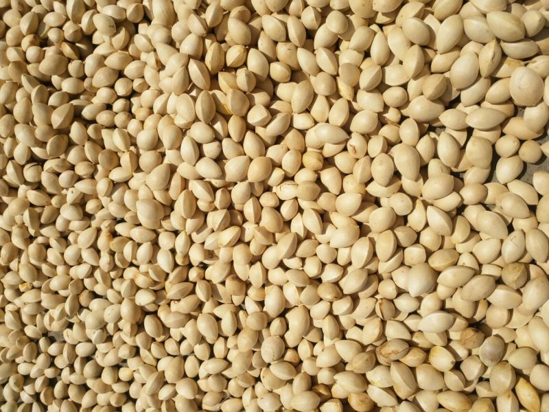 精品银杏果自家种植产出质量保障价格可谈全国发货