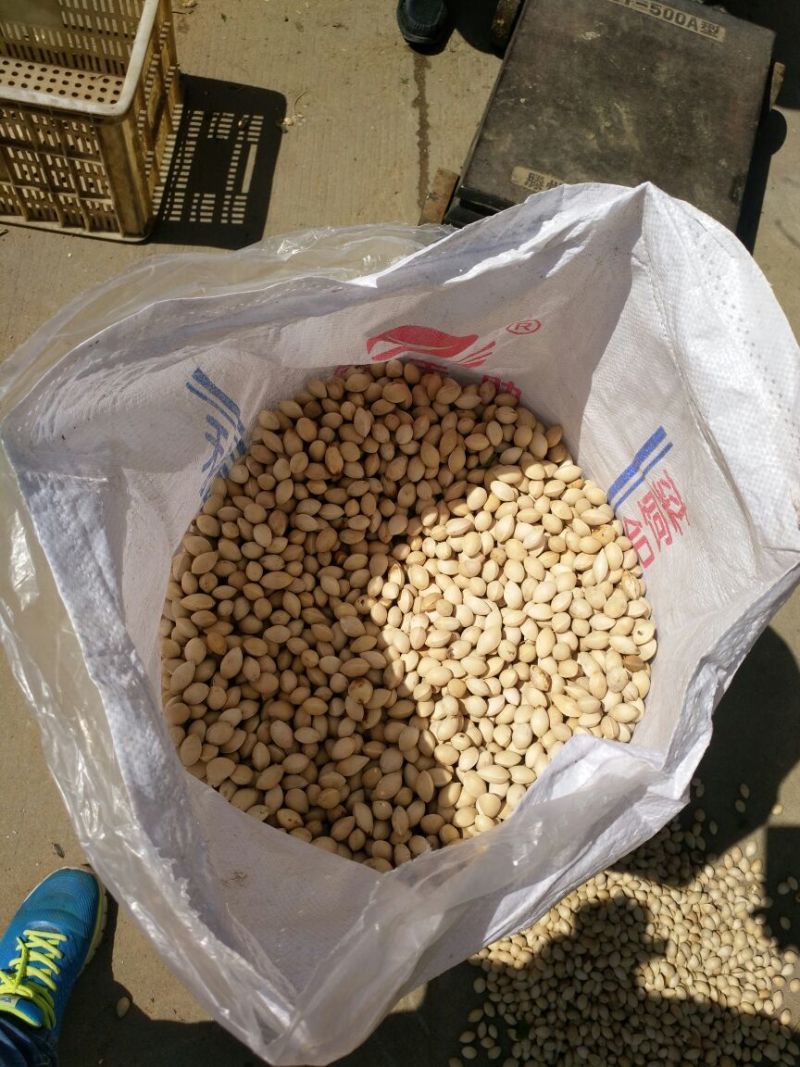 精品银杏果自家种植产出质量保障价格可谈全国发货