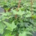 常春藤盆花带盆栽好30cm以下
