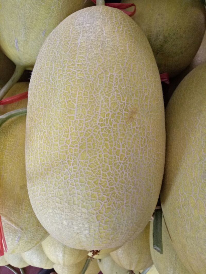 金凤凰哈密瓜5斤以上长圆形