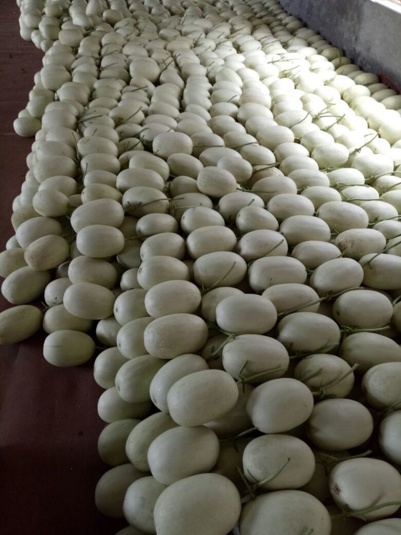 玉姑甜瓜精品3斤