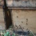 土蜂蜜2斤
