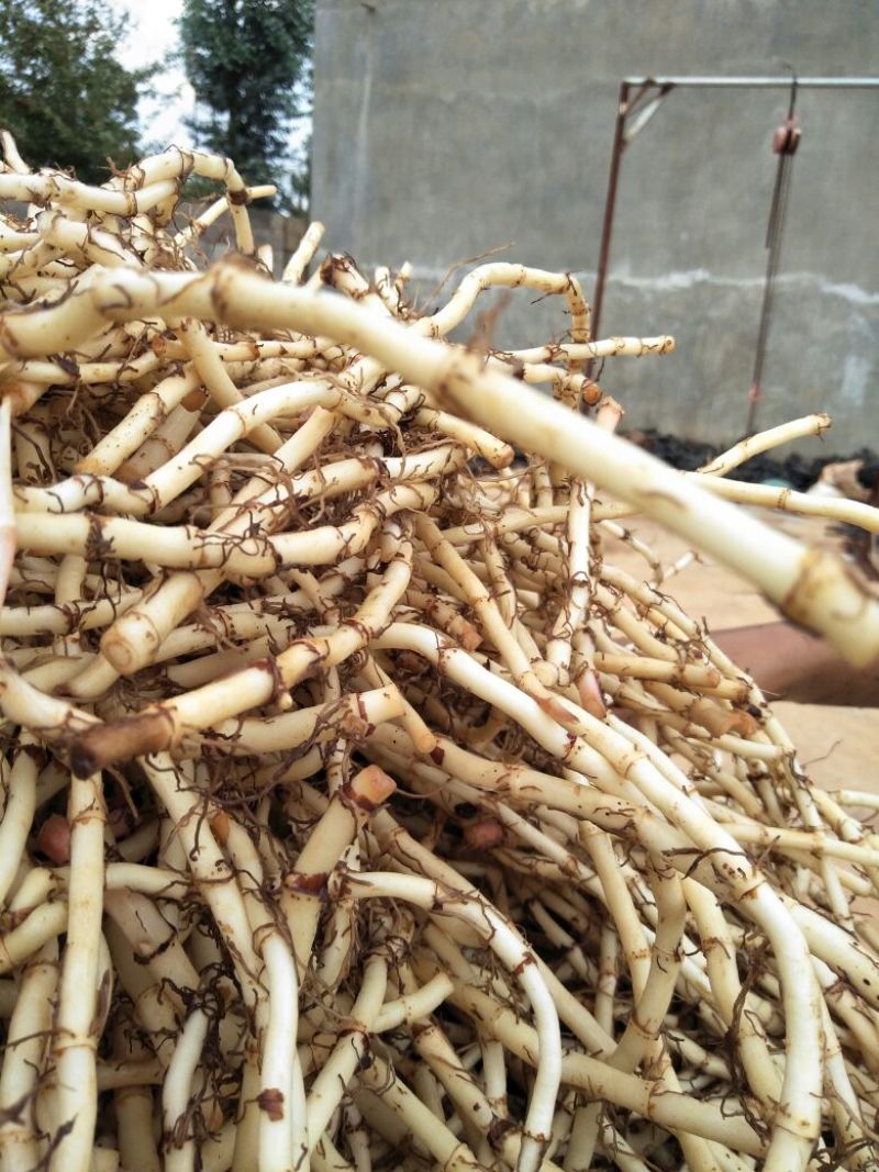 鱼腥草折耳根云南文山产地直发每天发货要求有专车来产地拉