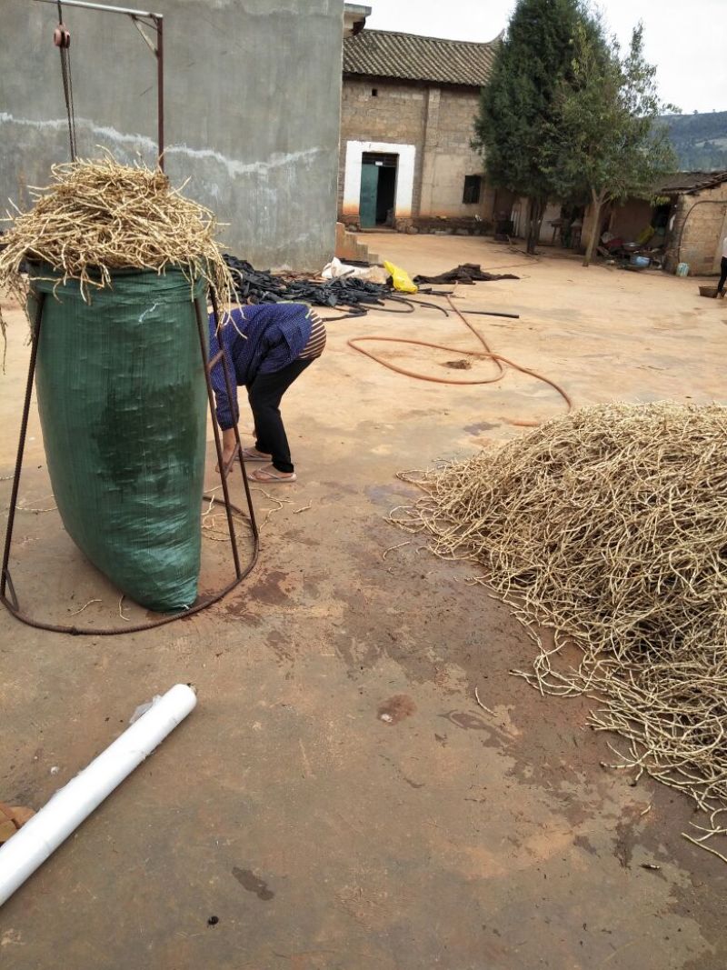 鱼腥草折耳根云南文山产地直发每天发货要求有专车来产地拉