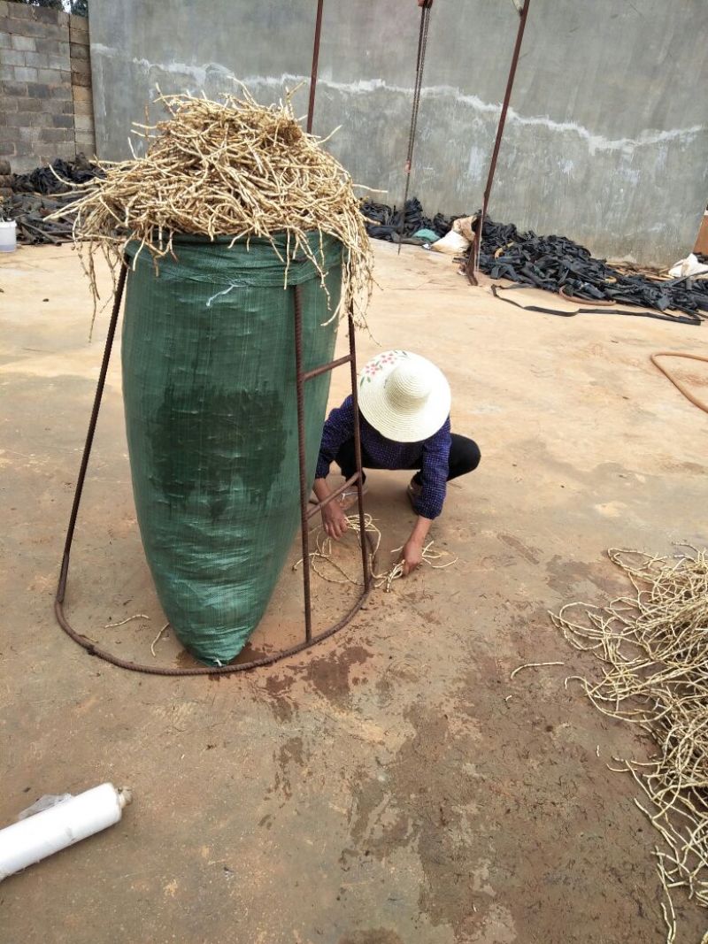 鱼腥草折耳根云南文山产地直发每天发货要求有专车来产地拉