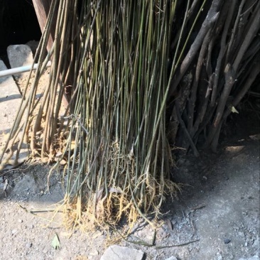 优质高含量高产川黄柏籽育