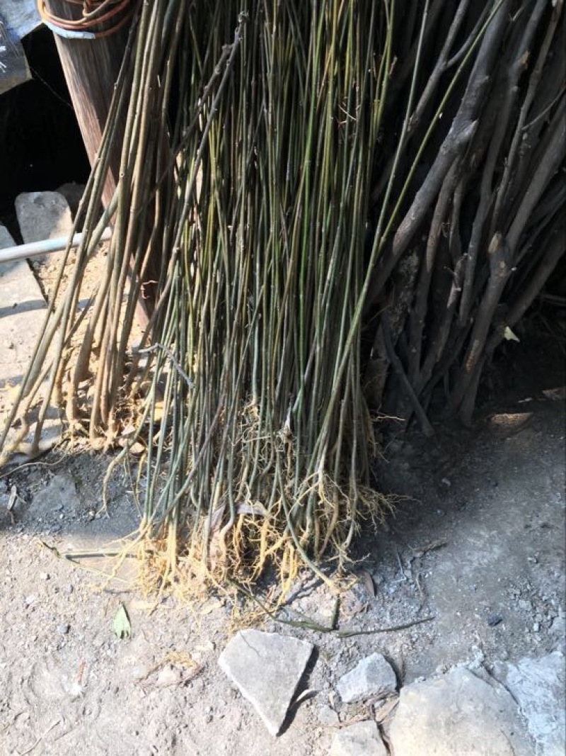 优质高含量高产川黄柏籽育