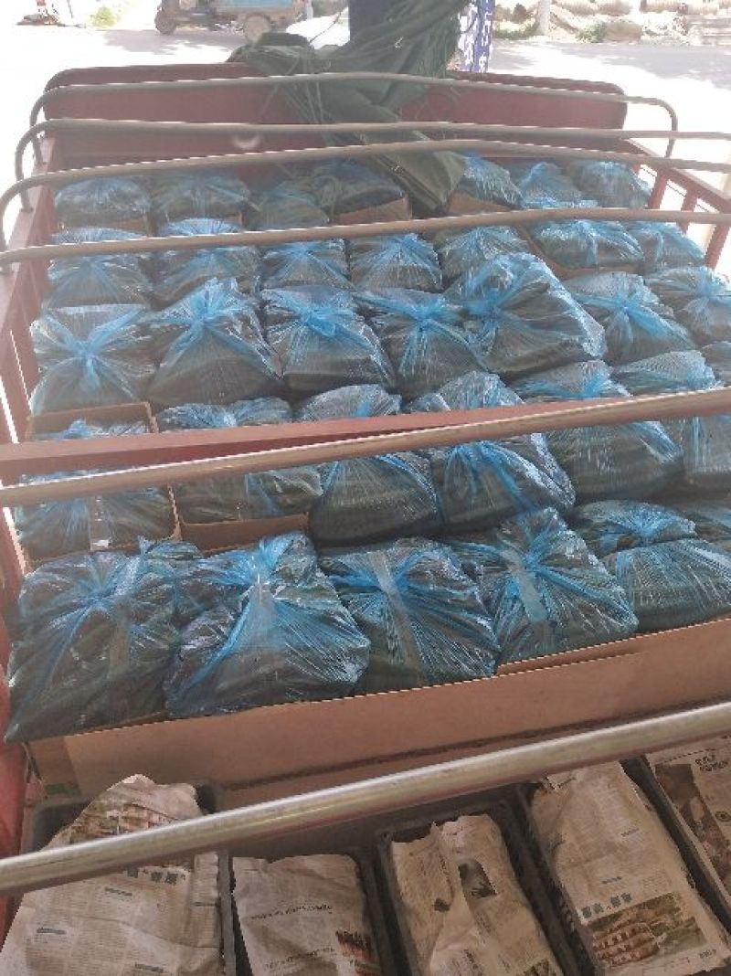 推荐密刺黄瓜万亩大棚精品黄瓜基地直发