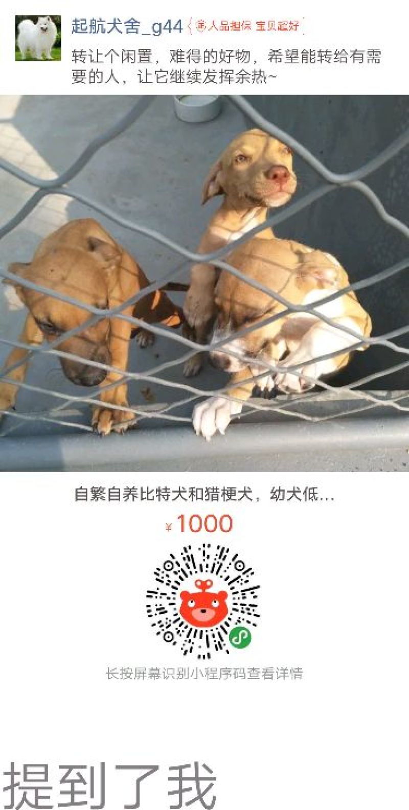 狗崽母