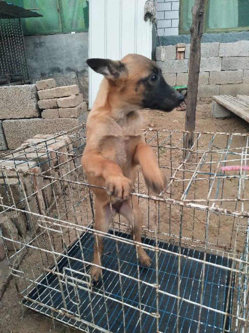狗崽母