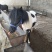 矮马100~200kg