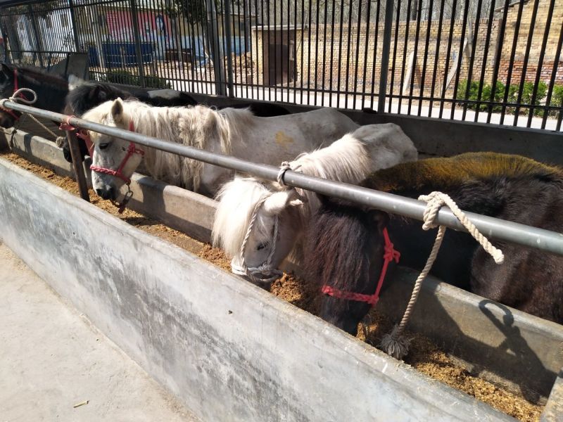 矮马100~200kg