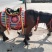 矮马100~200kg
