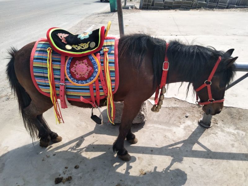 矮马100~200kg