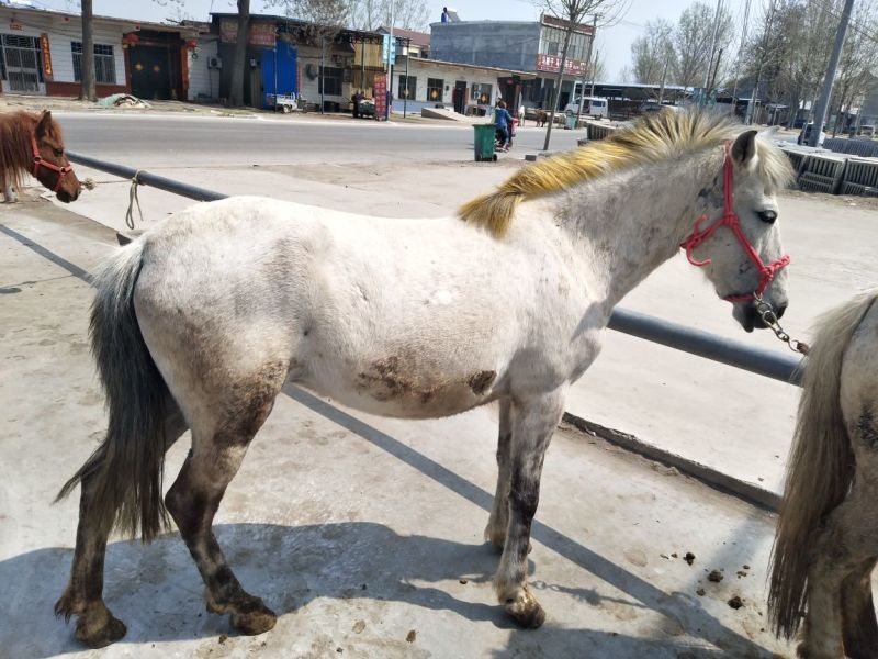矮马100~200kg