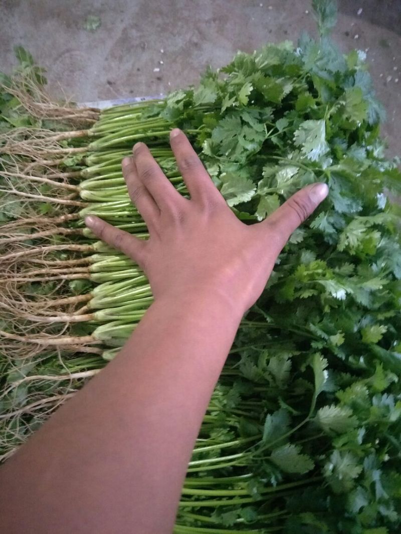大叶香菜20~30厘米