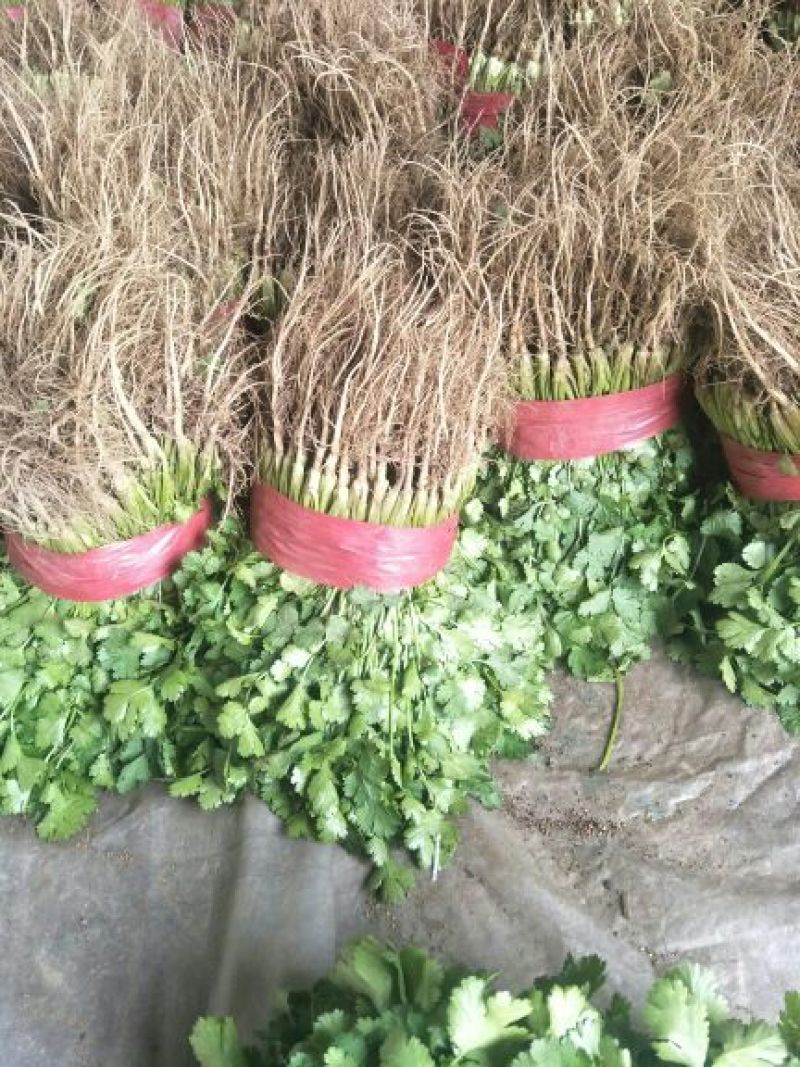 大叶香菜20~30厘米