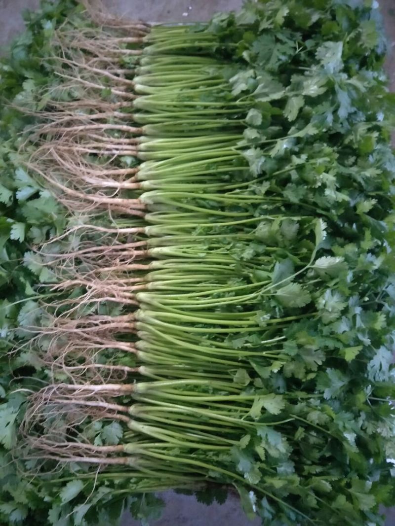 大叶香菜20~30厘米