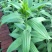 【优质】白百合百合花四头以上的花苞百合批发