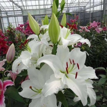 【优质】白百合百合花四头以上的花苞百合批发
