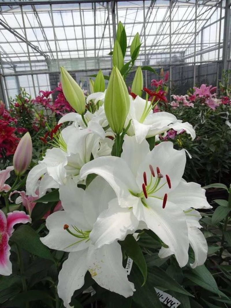 【优质】白百合百合花四头以上的花苞百合批发
