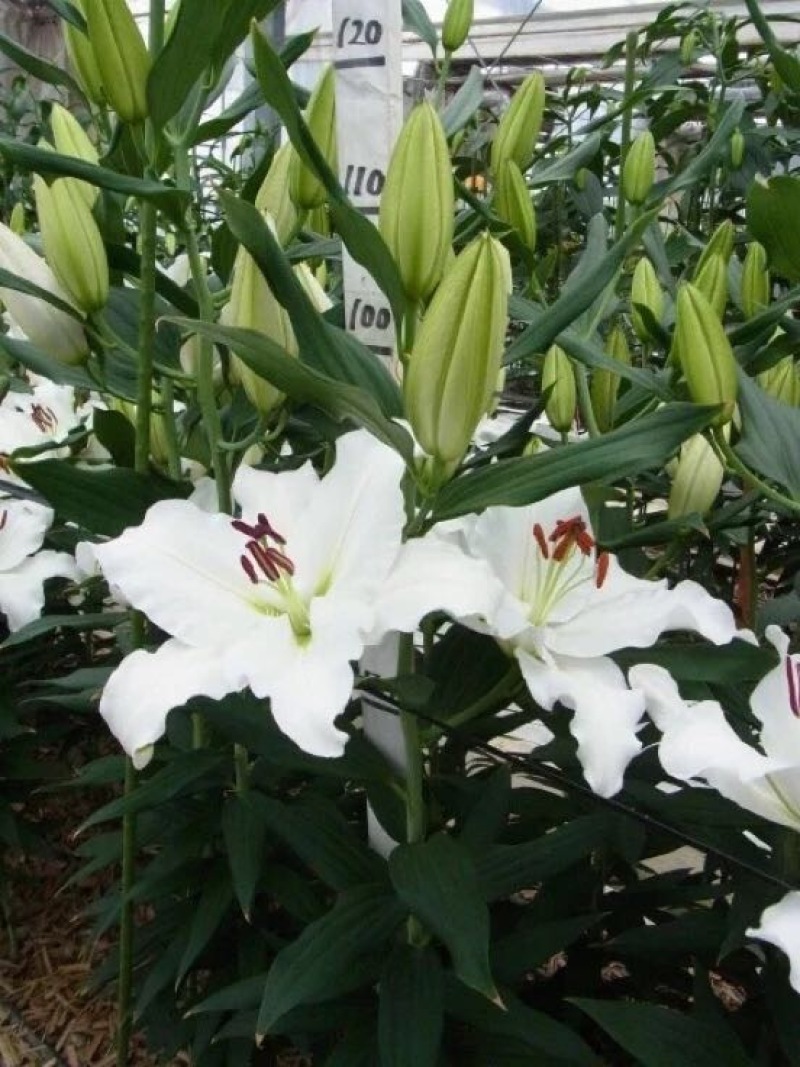 【优质】白百合百合花四头以上的花苞百合批发