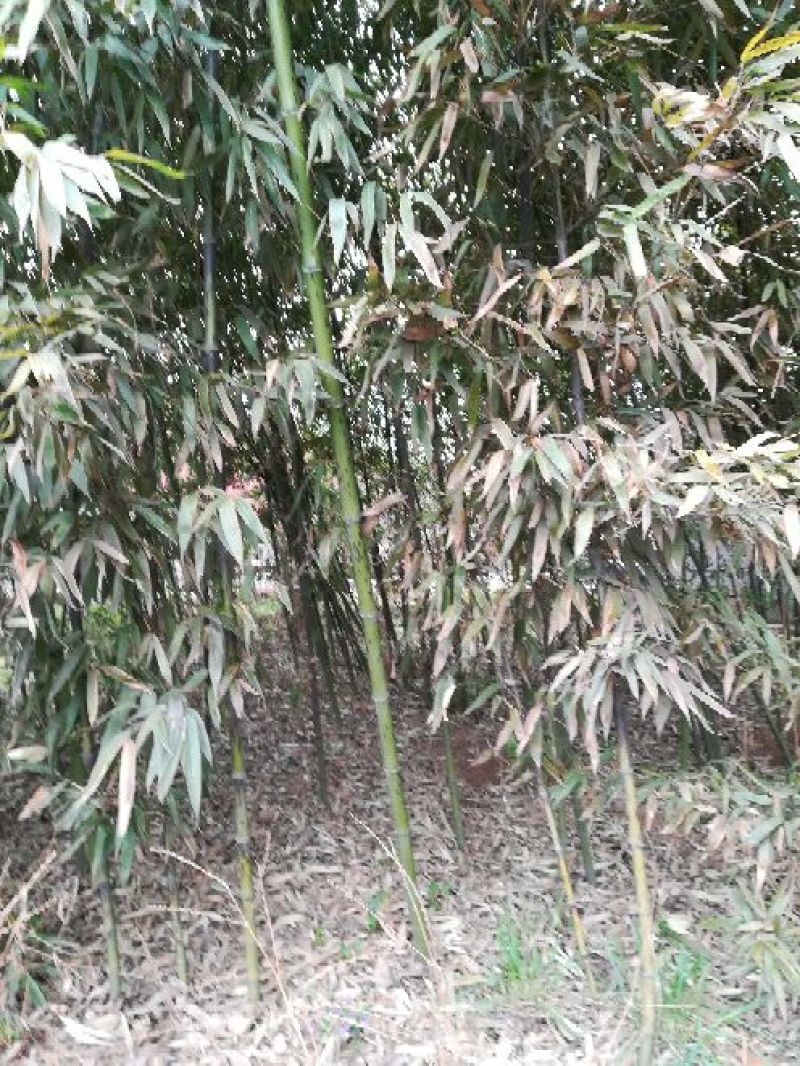 竹子5~6m