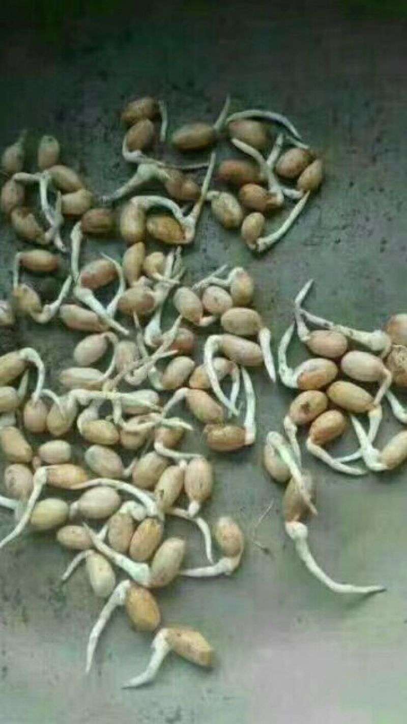 白沙系列花生种子