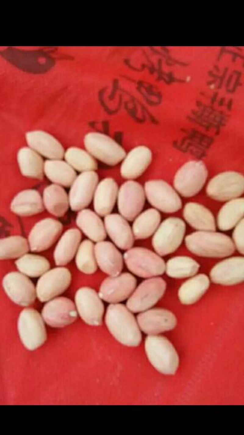 白沙系列花生种子