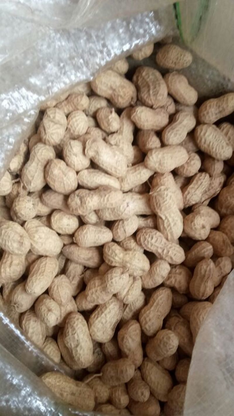 白沙系列花生种子
