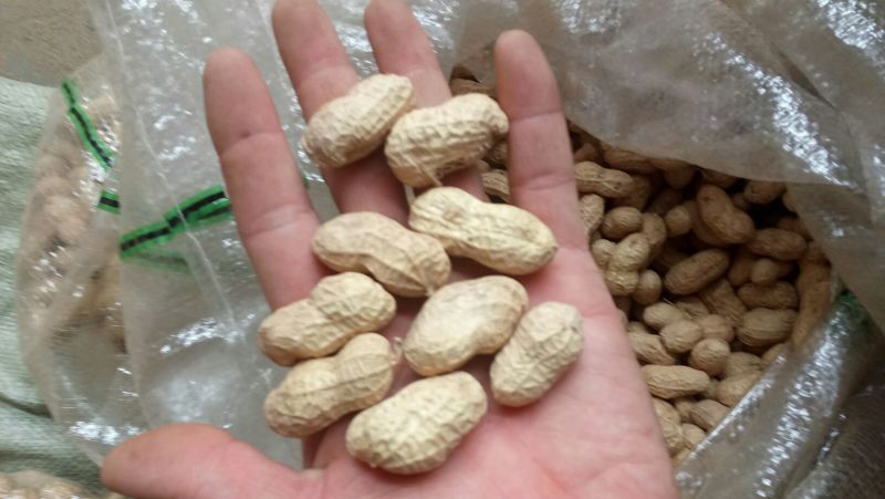 白沙系列花生种子