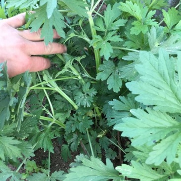 益母草湿切一公分色青饮片