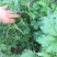 益母草湿切一公分色青饮片