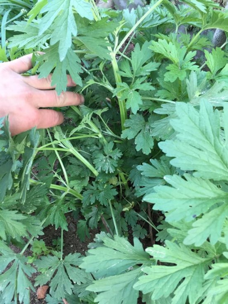 益母草湿切一公分色青饮片