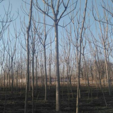 臭椿6~8cm4~6cm3.5~4米