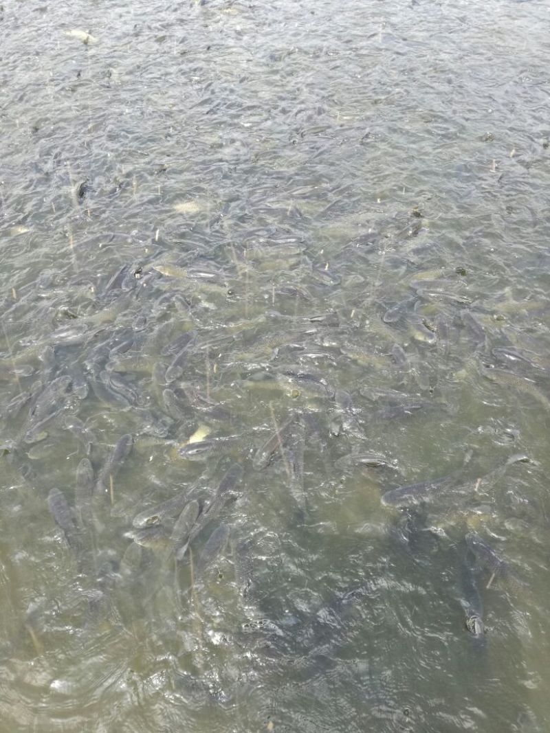 鳙鱼活鱼