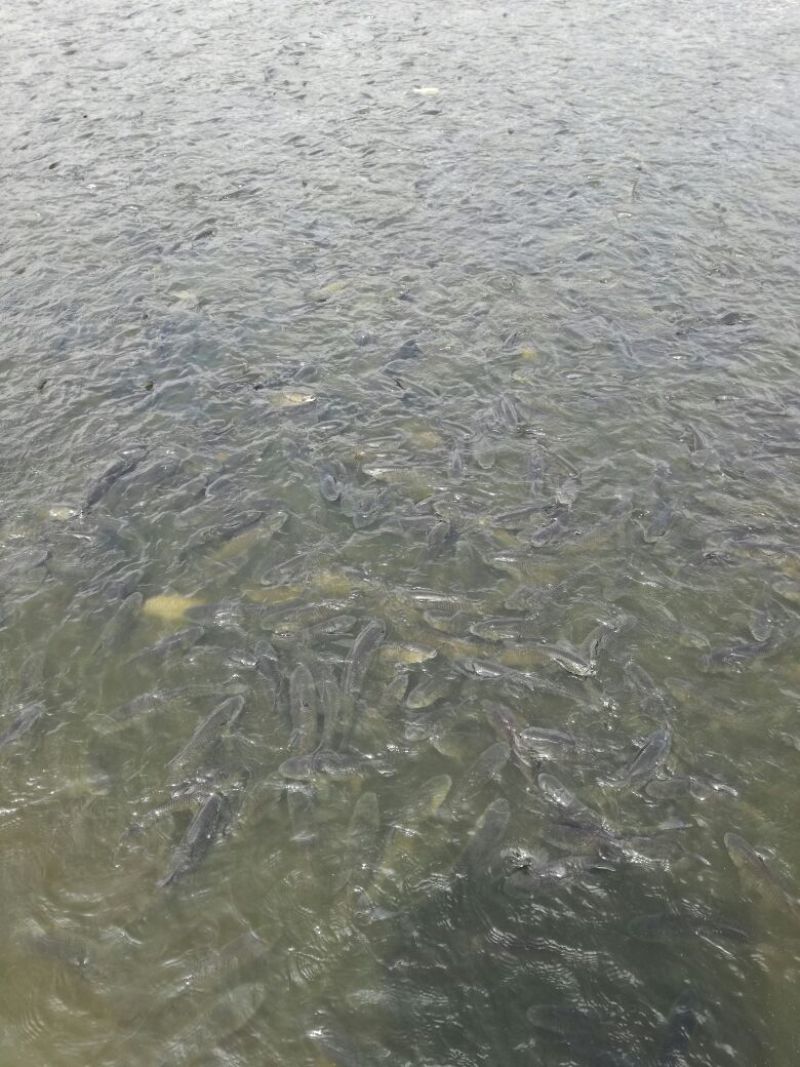 鳙鱼活鱼