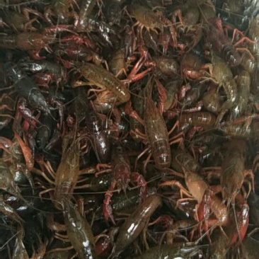龙虾16~20只/kg