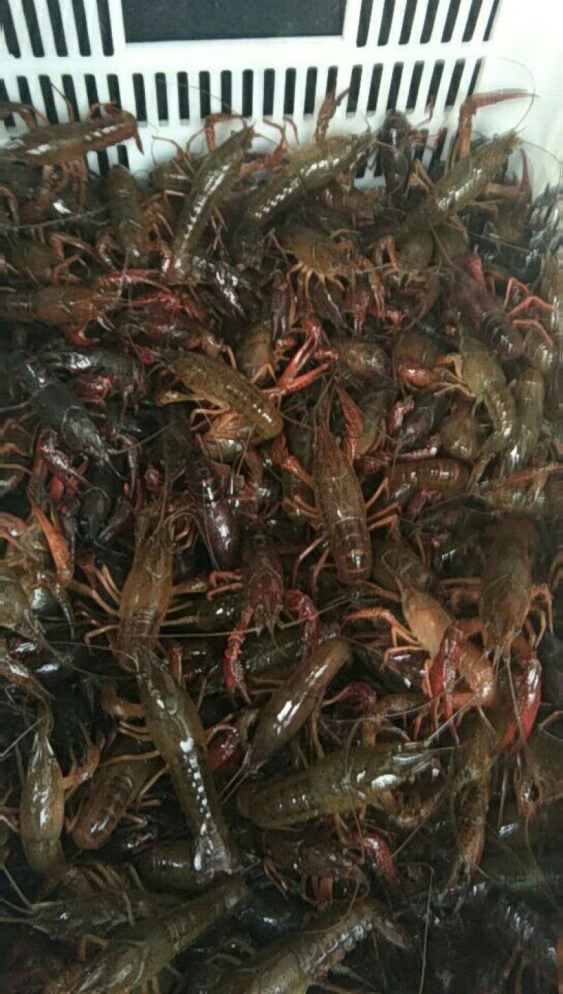龙虾16~20只/kg