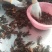 龙虾16~20只/kg